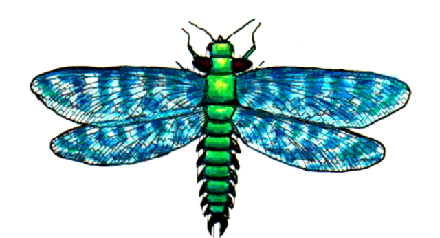 Pennsylvania Period : 311 to 299 millions years ago.