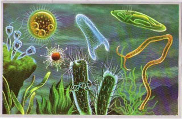 Primeros animales vegetales