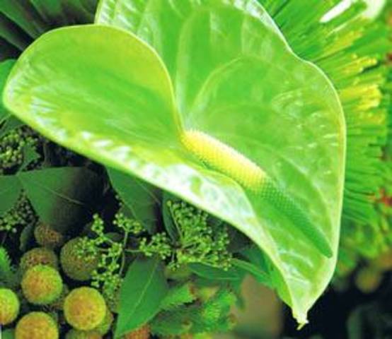 Primeros organismos fotosintéticos