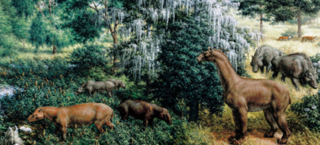 Miocene : 5.3 millions years ago