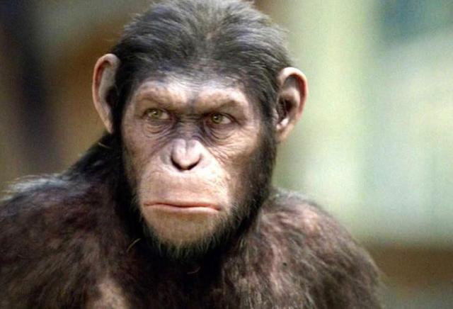 Surgimiento de los primates