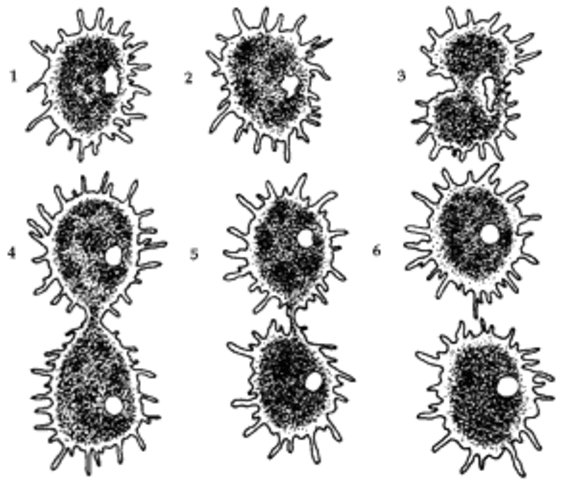Primeros seres vegetales