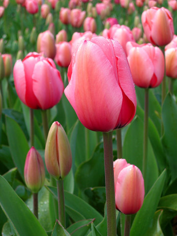 Tulip Period