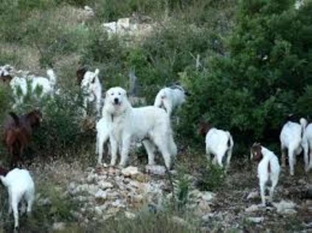 Ghana Control Trades