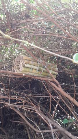 El día 10 de diciembre se monitorisa el hotel de insectos