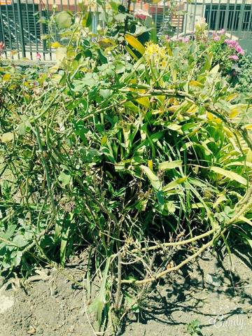 El día 10 de diciembre del 2016 se monitorea el hotel ubicado en indurama