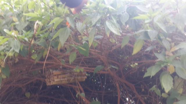 El día 22 de diciembre se visita el hotel de insectos ubicado en el puente del vado