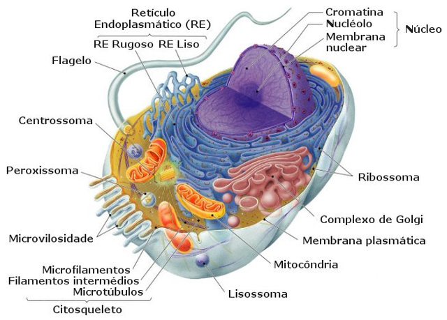 origen de la célula eucariota