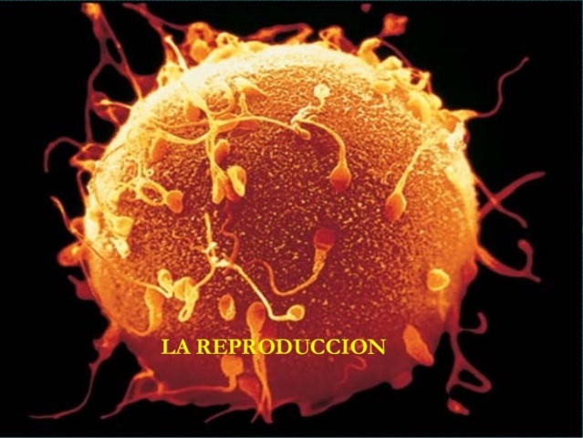 origen de la reprodución sexual