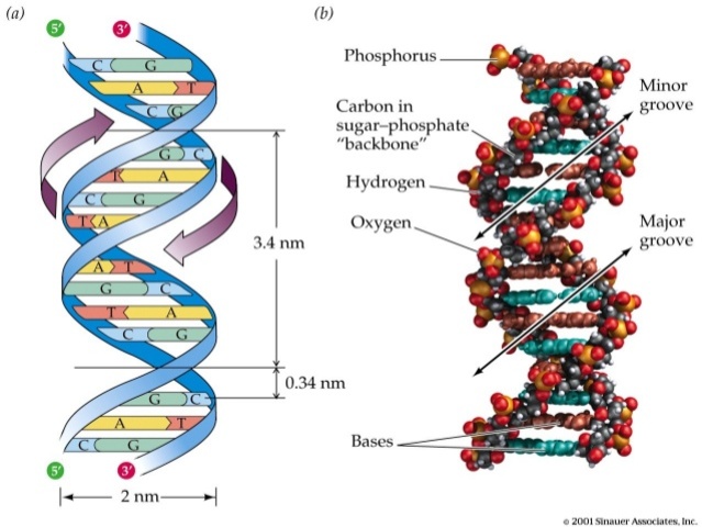 James Watson and Francis Crick