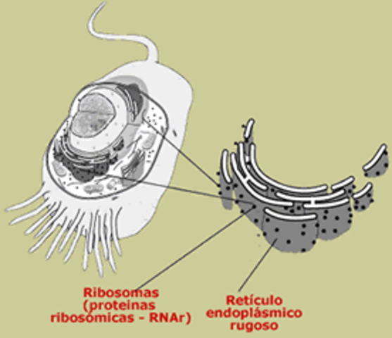 decobriment del reticle endoplasmàtic