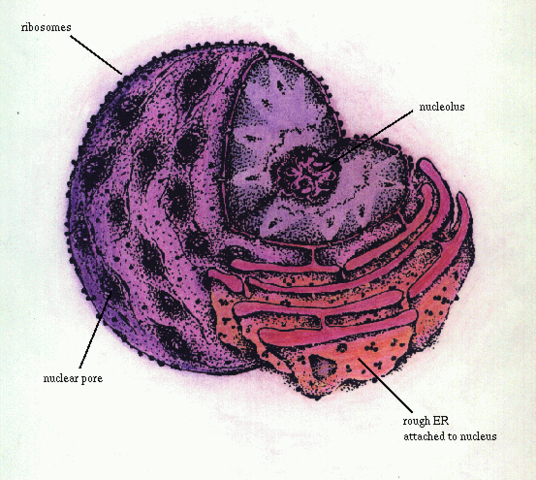 kibosomes