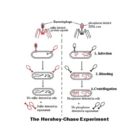 Hershey and Chase