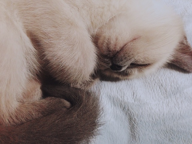 Mom gets first cat after moving to Canada