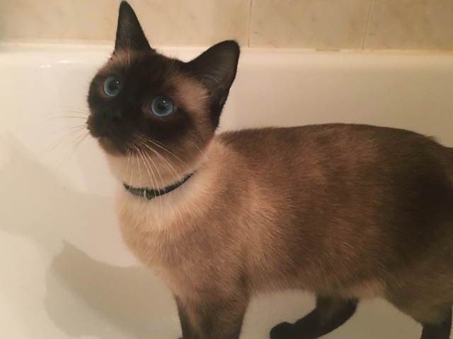 Mother gets a second cat after moving to Canada