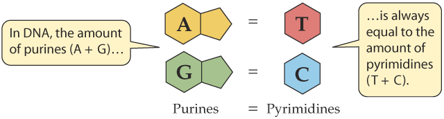 Chargaff's Discovery