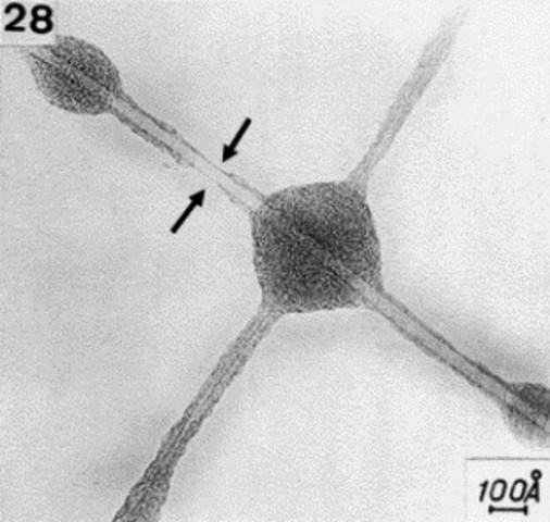 Existencia de los nanotubos de carbono