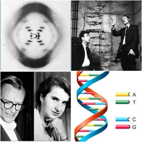 The Discovery of DNA's structure