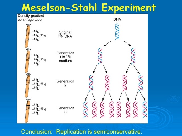 Meselson and Stahl-PT.1