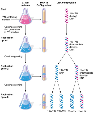 Testing the theory of DNA replication