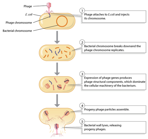 Hershey and Chase PT. 1