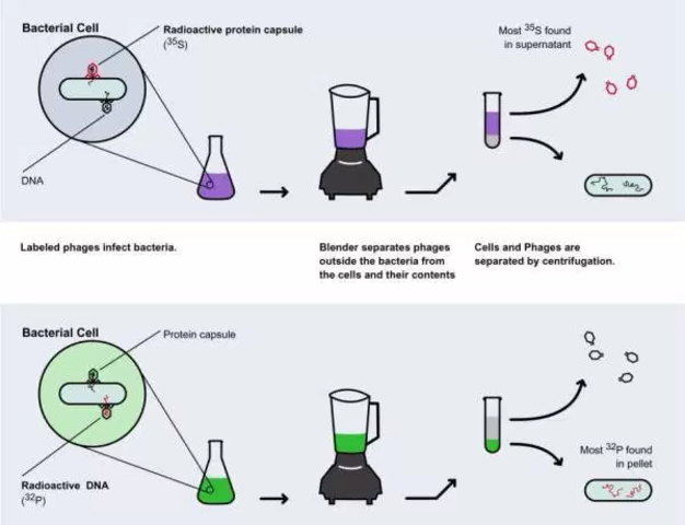 Hershey & Chase's Discovery