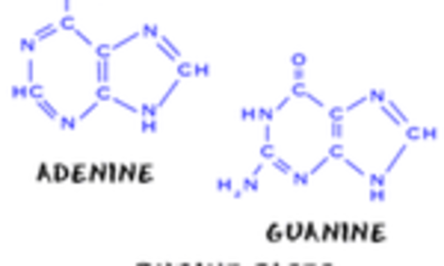 Friedrich (Fritz) Miescher