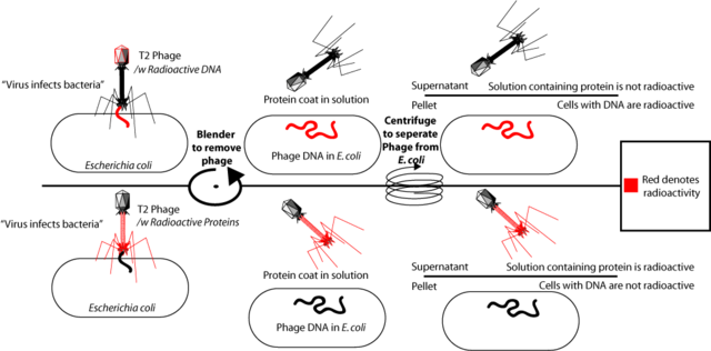 Hershey and Chase's Discovery