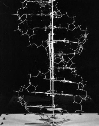 Watson and Crick (1953)