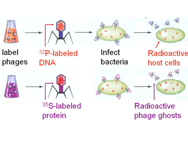 Hershey and Chase (1952)