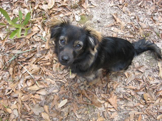 We get our first puppy!