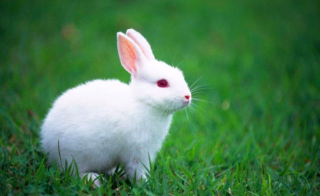 My composition of rabbit was read in front of the class~