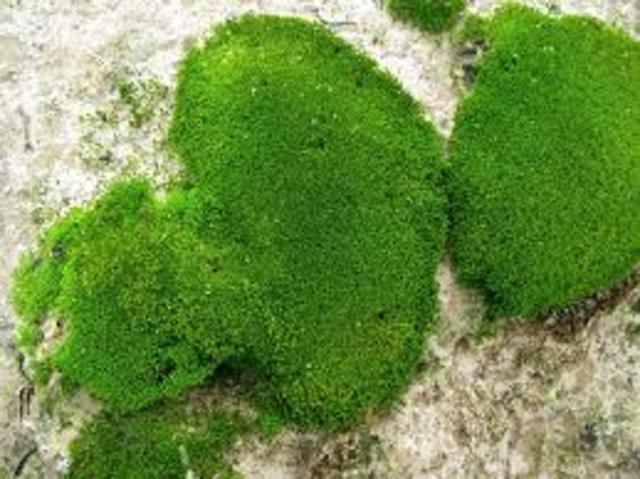 Ordovician & Silurian period