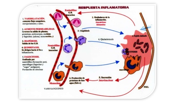 Fase de inflamación