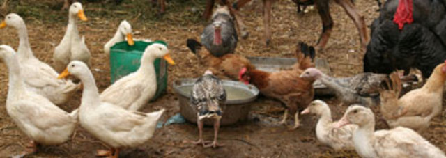 Se domestican las primeras aves