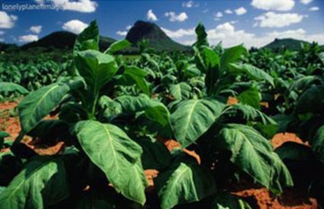 Tobacco Harvesting