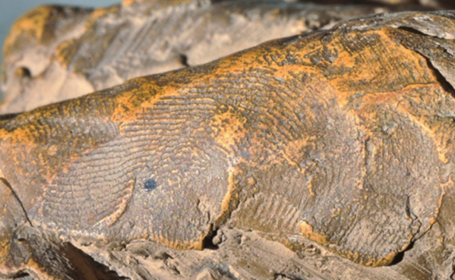 Discovering the Fingerprint