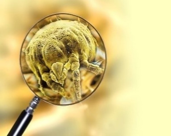 primera conferencia internacional para la revisión de causas de defunción