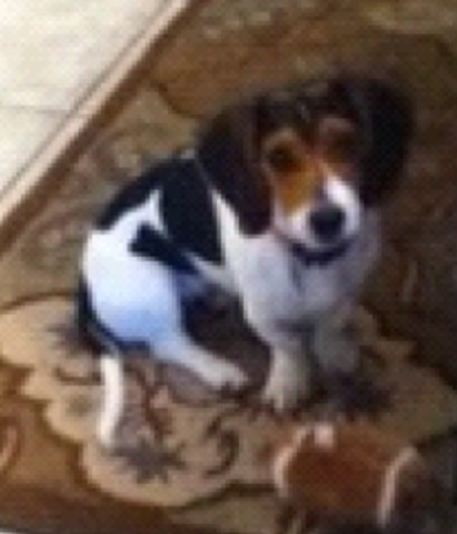 When I Got my Dog: "One Love"