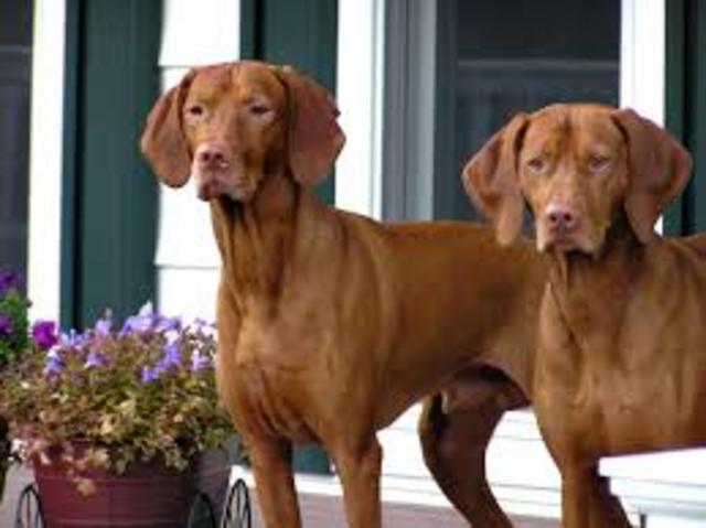 When We Got Rid of my Dog's