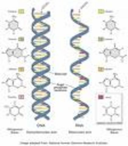 DNA and RNA