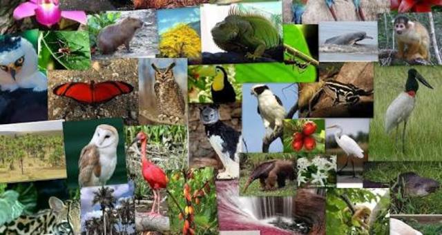Estados Unidos y Canadá concluyeron un acuerdo para la conservación de la flora y fauna.