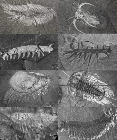 Burgess shale teaming with life (505 mya)