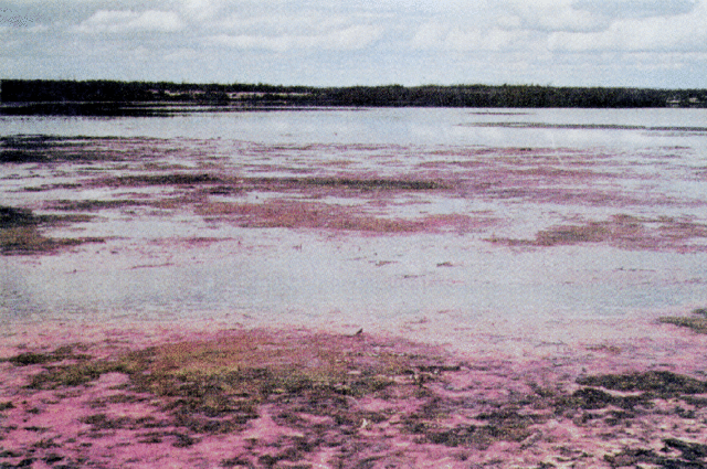 Purple sulfur bacteria present! (1.64 bya)