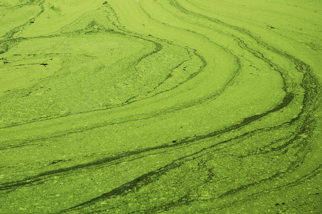 Fossils of algae (1.6 bya)