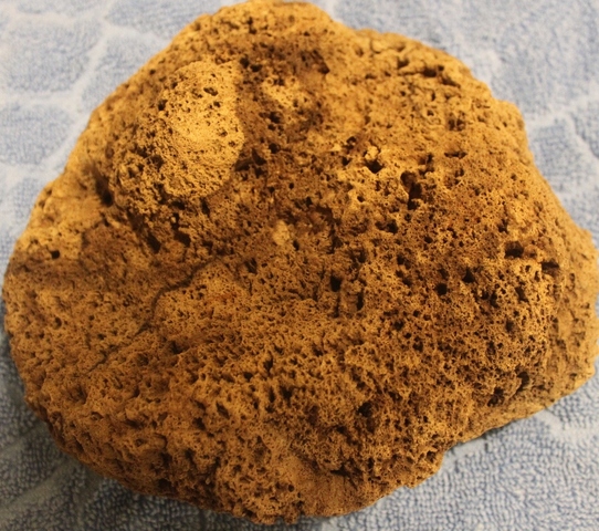 Sponges-- the early animal life (650 myo)