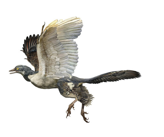 Birds (150 mya)