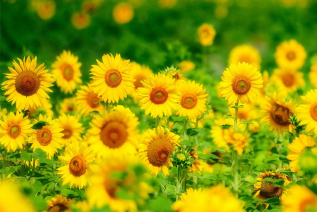 Flowering plants (132 mya)