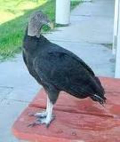 Migratory Bird Act (Biodiversity)