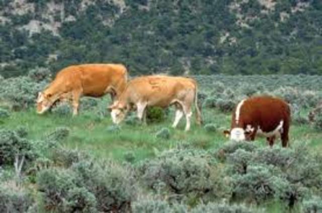 Taylor Grazing Act (Land)